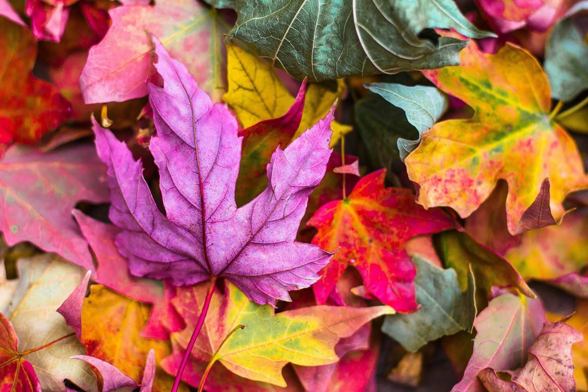 seasonal home decor business display with autumn and winter transition pieces